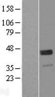 WIF1 Human Over-expression Lysate