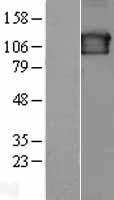 SEC23IP Human Over-expression Lysate
