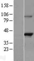 RASSF1 Human Over-expression Lysate