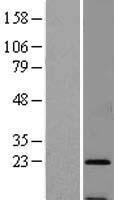 SSR3 Human Over-expression Lysate