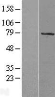 KAT7 Human Over-expression Lysate