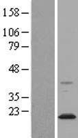 Nogo A (RTN4) Human Over-expression Lysate