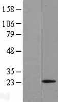 Relaxin 1 (RLN1) Human Over-expression Lysate
