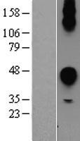 CEACAM7 Human Over-expression Lysate