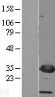 PSMF1 Human Over-expression Lysate