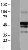 SERINC3 Human Over-expression Lysate