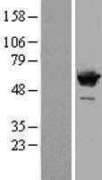 SF3A3 Human Over-expression Lysate