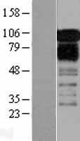 ZFPL1 Human Over-expression Lysate