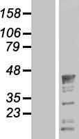 QK1 (QKI) Human Over-expression Lysate