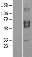 BRAP Human Over-expression Lysate