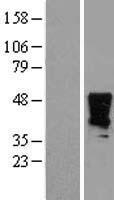 HOXA2 Human Over-expression Lysate