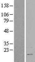 RBM3 Human Over-expression Lysate