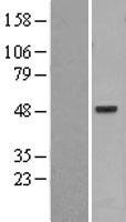 PSKH1 Human Over-expression Lysate