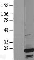 PC4 (SUB1) Human Over-expression Lysate