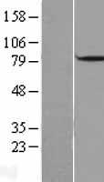 DBF4 Human Over-expression Lysate
