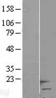 HCP5 Human Over-expression Lysate