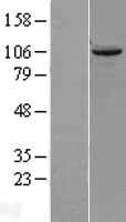 TUBGCP2 Human Over-expression Lysate
