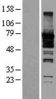 MSF (SEPT9) Human Over-expression Lysate
