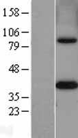MTHFD2 Human Over-expression Lysate