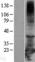 RBBP9 Human Over-expression Lysate