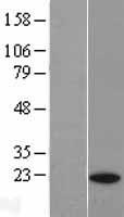 p23 (PTGES3) Human Over-expression Lysate