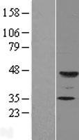 Fuc-TIX (FUT9) Human Over-expression Lysate