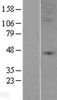 Glycine Receptor alpha 3 (GLRA3) Human Over-expression Lysate
