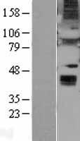 WNT6 Human Over-expression Lysate