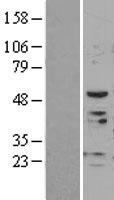 Poliovirus Receptor (PVR) Human Over-expression Lysate