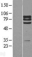 PTP epsilon (PTPRE) Human Over-expression Lysate