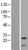 IFITM2 Human Over-expression Lysate