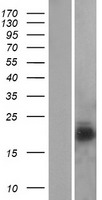 NPC2 Human Over-expression Lysate