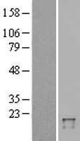 Ubiquitin D (UBD) Human Over-expression Lysate