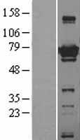 ATG7 Human Over-expression Lysate