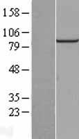 C13orf24 (PIBF1) Human Over-expression Lysate