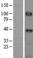 TYRO3 Human Over-expression Lysate
