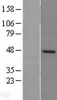 DP2 (TFDP2) Human Over-expression Lysate