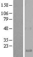 Macrophage Inflammatory Protein 3 beta (CCL19) Human Over-expression Lysate