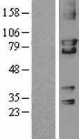 CGK2 (PRKG2) Human Over-expression Lysate