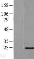 PIN1 Human Over-expression Lysate