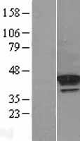 PDGFRL Human Over-expression Lysate