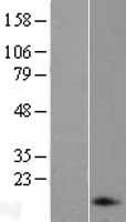 ANP (NPPA) Human Over-expression Lysate
