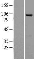Epac1 (RAPGEF3) Human Over-expression Lysate