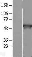 AGFG2 Human Over-expression Lysate