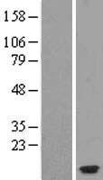 Eotaxin 3 (CCL26) Human Over-expression Lysate