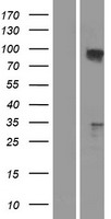 TAX1BP1 Human Over-expression Lysate