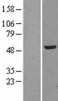 alpha Tubulin (TUBA4A) Human Over-expression Lysate