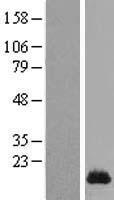 SPRR1A Human Over-expression Lysate