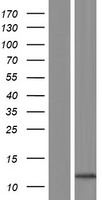 S100 alpha 2 (S100A2) Human Over-expression Lysate