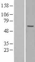 MFAP1 Human Over-expression Lysate